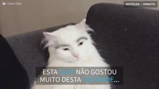 Esta gata odiou usar sobrancelhas novas