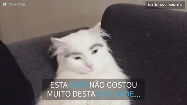 Esta gata odiou usar sobrancelhas novas