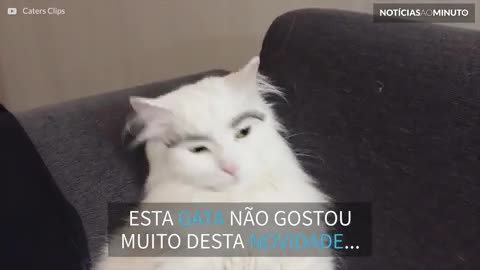 Esta gata odiou usar sobrancelhas novas