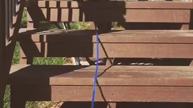 Black dog blue leash climbing up wooden stairs outside