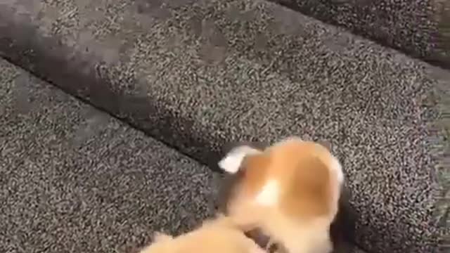 Cute puppy 4066