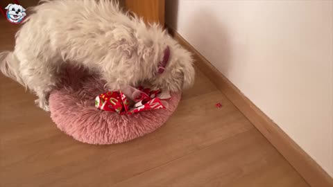 My Dog Goes Crazy with Christmas Gifts and ... BITES ME!