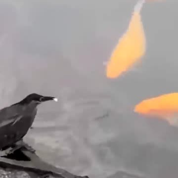 Smart Green Heron Catching Fish