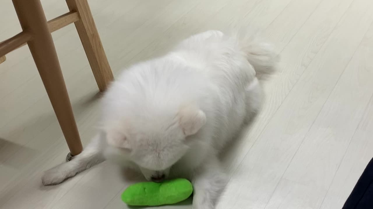 puppy playing with toys