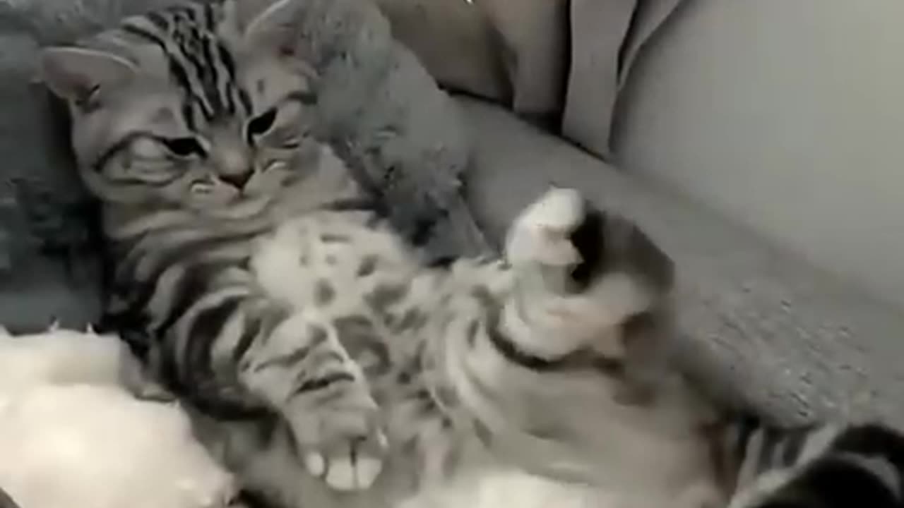 Animal lover
