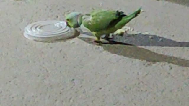 Parrot Dance