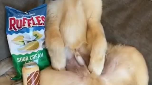 Funny dog and cute dog compilation #cutedog #funnyanimal