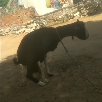 Funny maje funny scenes