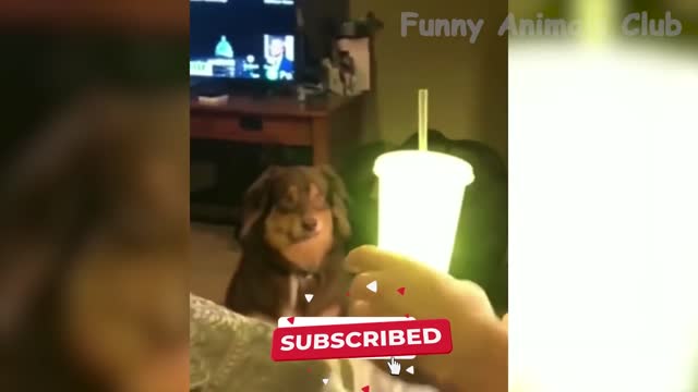 Funniest Animals Video - Best Cats and dogs