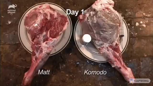 What a Komodo's bite does