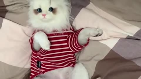 Funny dogs | funny cats 🐶#10 2022