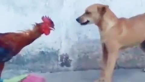 Dog vs chicken guess who will win, watch until finished
