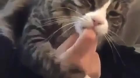 Pawsitively Affectionate: Cat's Sweet Moment of Finger Licks! 🐾😻