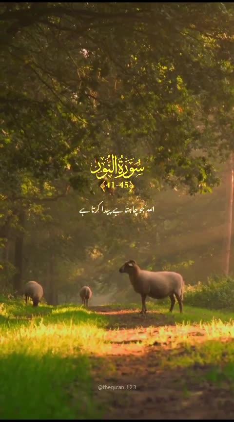 Anybody watch this videos and......... Islamic videos