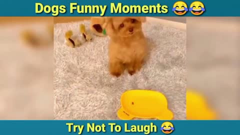 Funny Dogs Compilation Hilarious moments caught on camera!