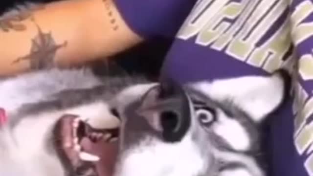 Stubborn Husky throws hilarious temper tantrum in the bathtub