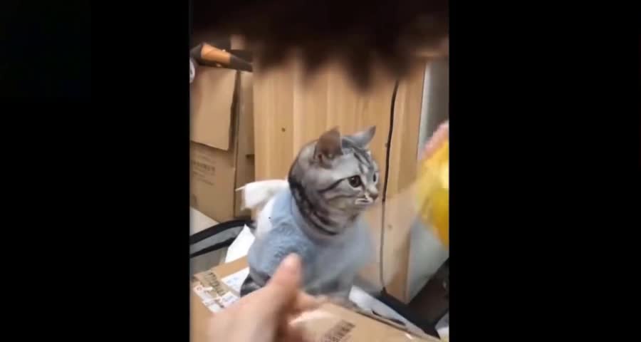 Cat Helps Cut Duct Tape