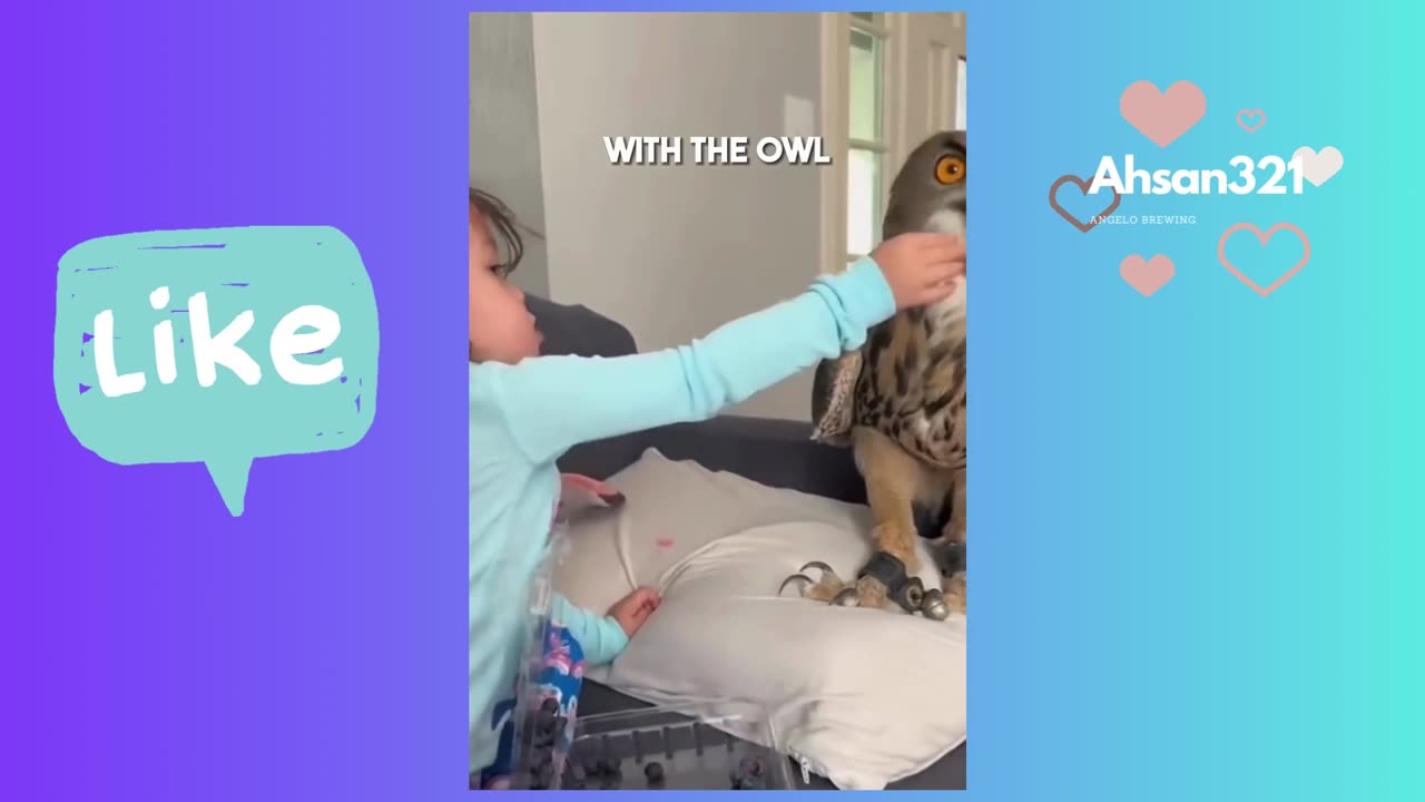 Adopting an Owl in the wild