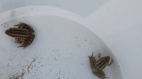 Pickerel Frogs