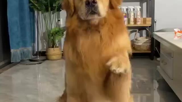 Dog dance