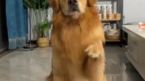 Dog dance