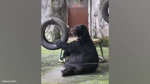 Funny animals videos