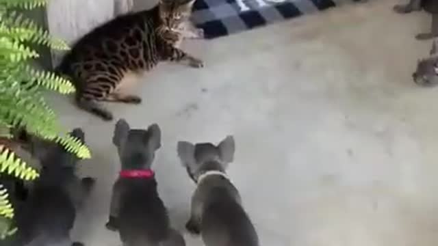 Cat Sits on Porch Unimpressed by Barking Puppies