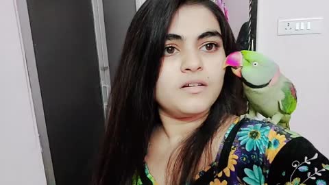 HowtofindparrotmaleorfemaleDifferencebetweenmaleandfemaleIndianringneckparrotgenderp2