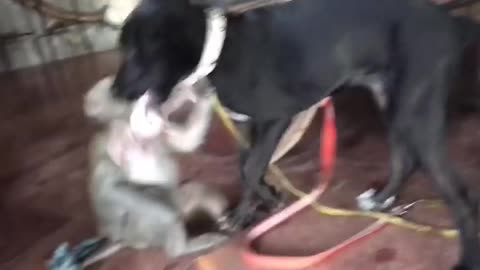 Monkey and Dog Fighting for bunny