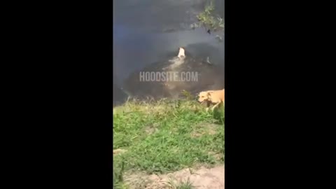 Dog Gets Eaten By Alligator While Swimming In Brazil River