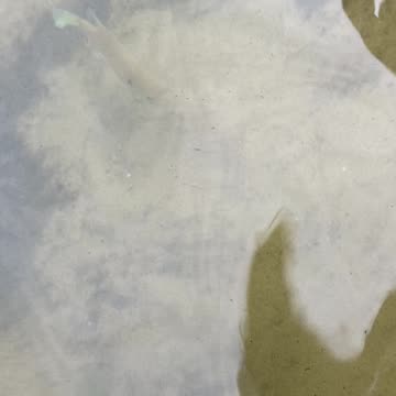 This lake has the friendliest fish!