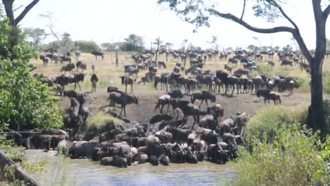 Wildebeests getting a drink