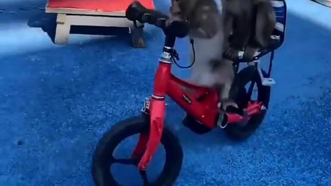 Talented Monkeys cycling in the Circus