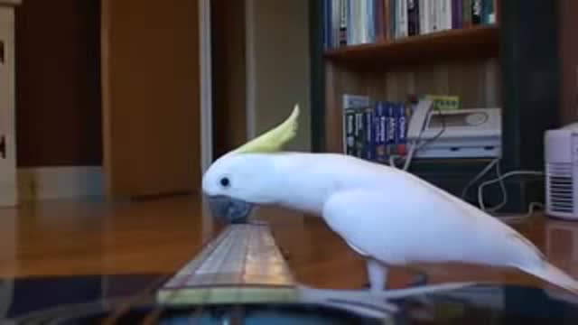 💗BIRDS PLAYING WITH GITAR 💗