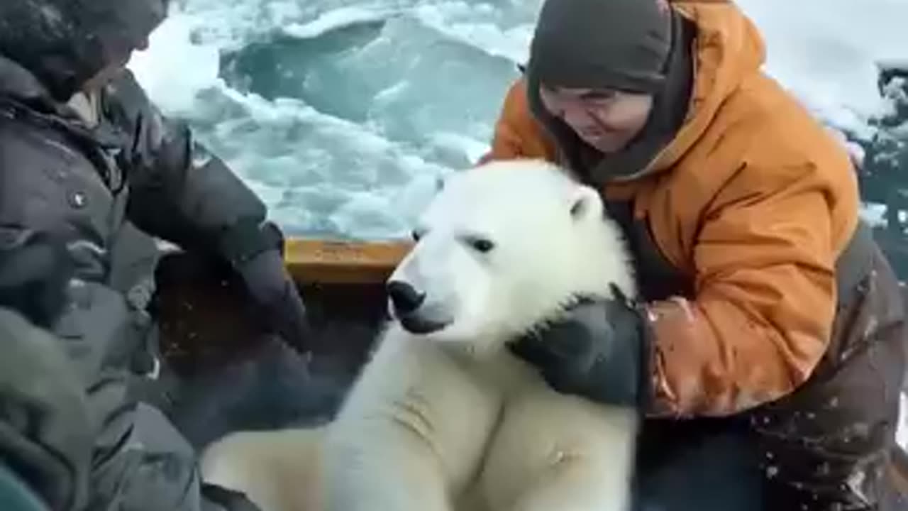 To be true? The polar bear is so friendly with people