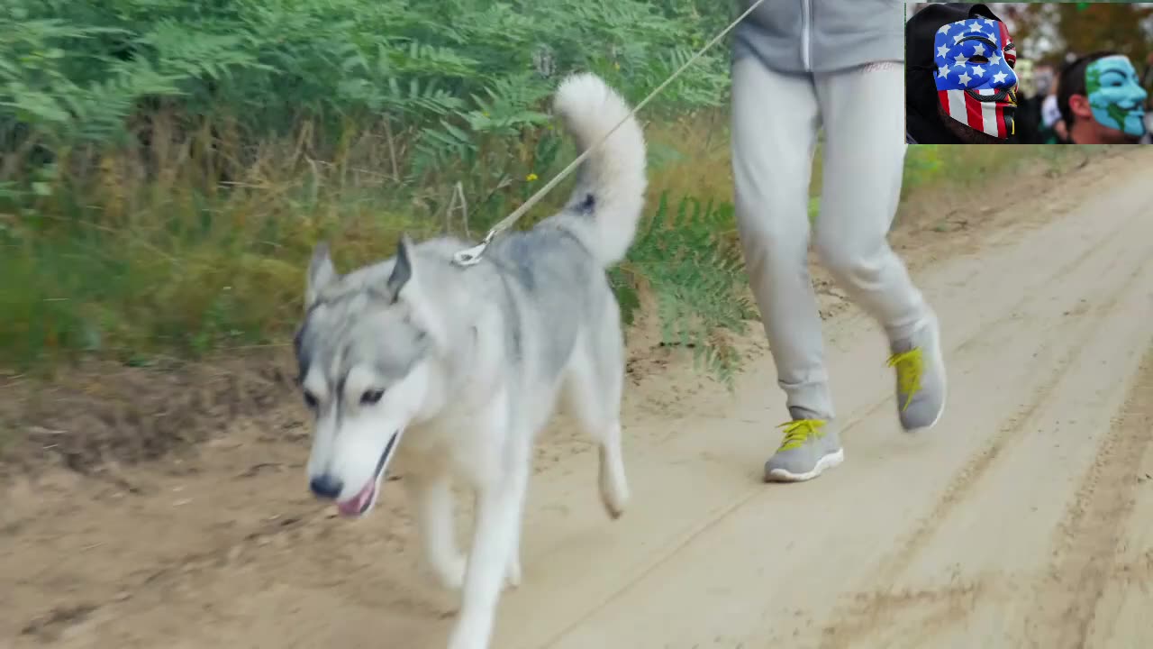 Dog Breeds - Siberian Husky - Inside the Life of a Siberian Husky_ History, Benefits & Challenges