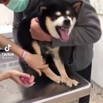 pies pielęgniarka ;-)