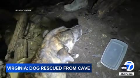 'Miracle' dog rescued after being discovered in Virginia cave | ABC7