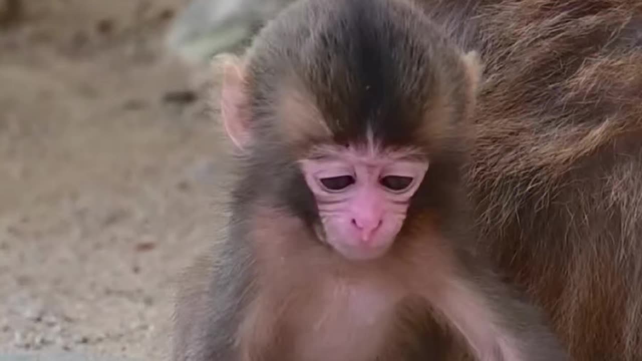 cute baby monkey