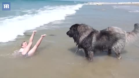 Adorable moment hero dog 'rescues' girl who is playing in the sea