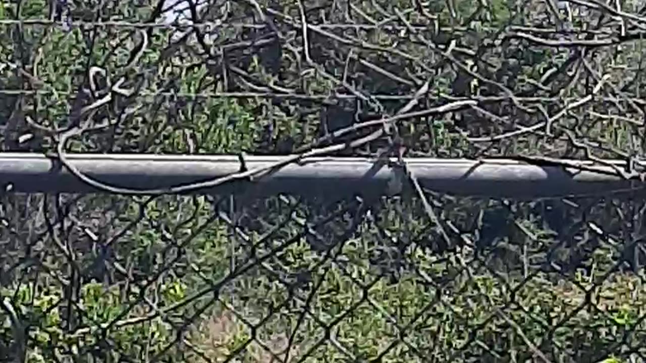 Bird Hawk Jamaica, second day out of her nest