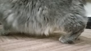 Maine Coon Cat and Mouse Play Hide and Seek