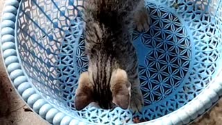 Kittens play in the basket