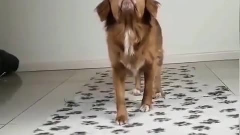 The dog shows off his skills