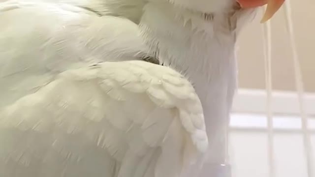 How To Train your Parrots for Taking Bath in Morning