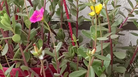 Beautiful Hanging Flower In Balcony | Nature Vlog