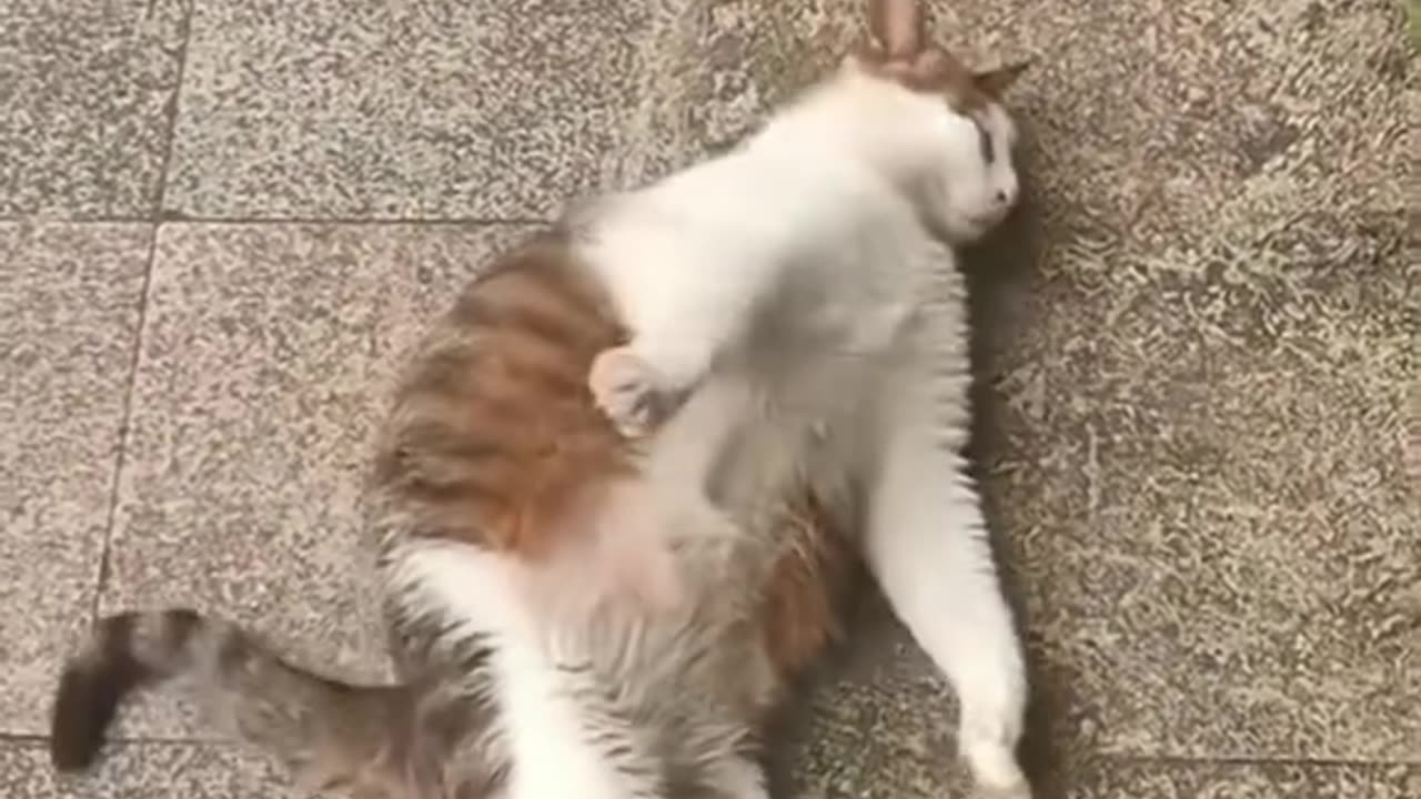 Funny Pet Moments 2