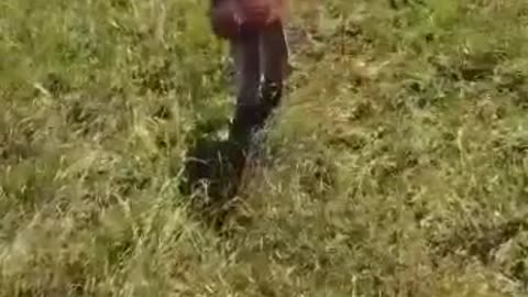 Adoro