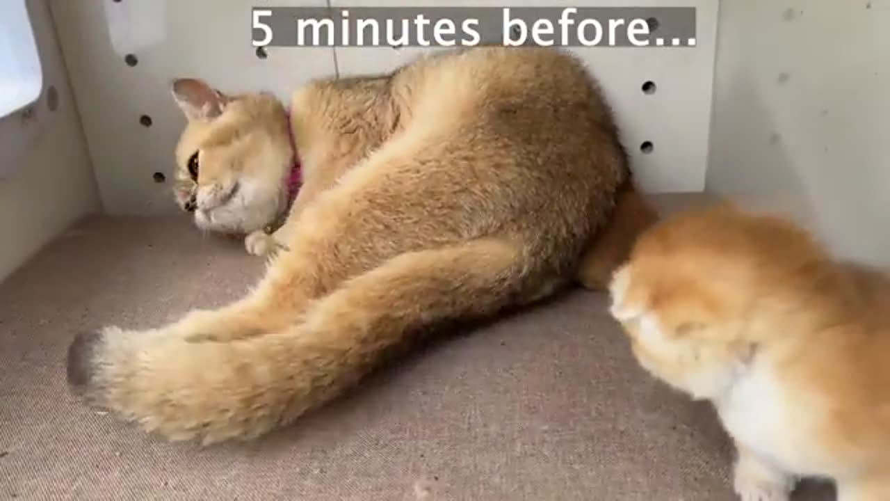 Daddy cat asks mommy cat for forgiveness