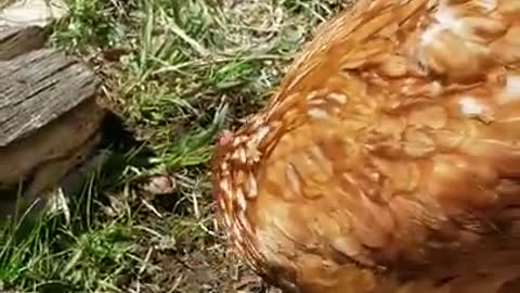 2 Moscovys & A Chick Episode 17: Jingles is A Lean Mean Digging Machine!